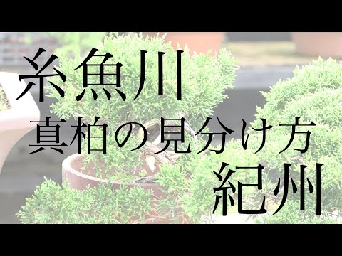糸魚川真柏・紀州真柏 見分け方と、それぞれの特徴 [盆栽初心者講座