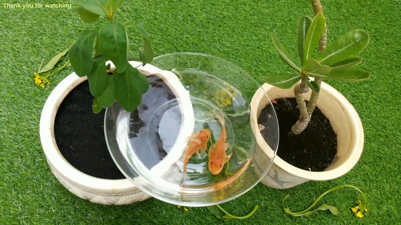 suckermouth catfish glass cleaning fish YouTube