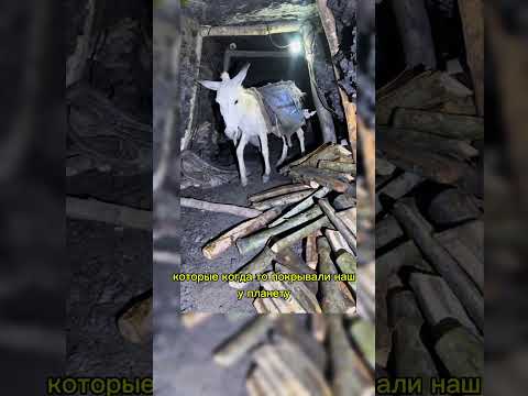 Суровая реальность добычи угля: факты, о которых вы не знали!