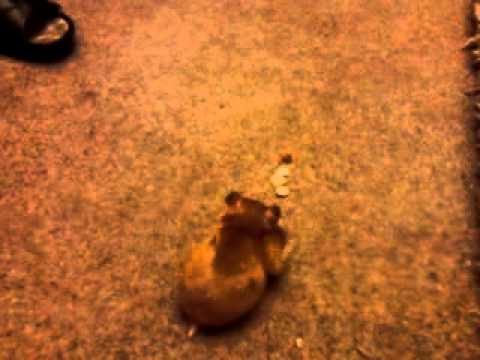 Hamster being a hoover