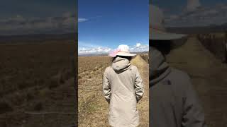 Visite Des Cultures De Maca Dans Les Andes Péruviennes Avec Félimon Quispe Huere - Guayapi