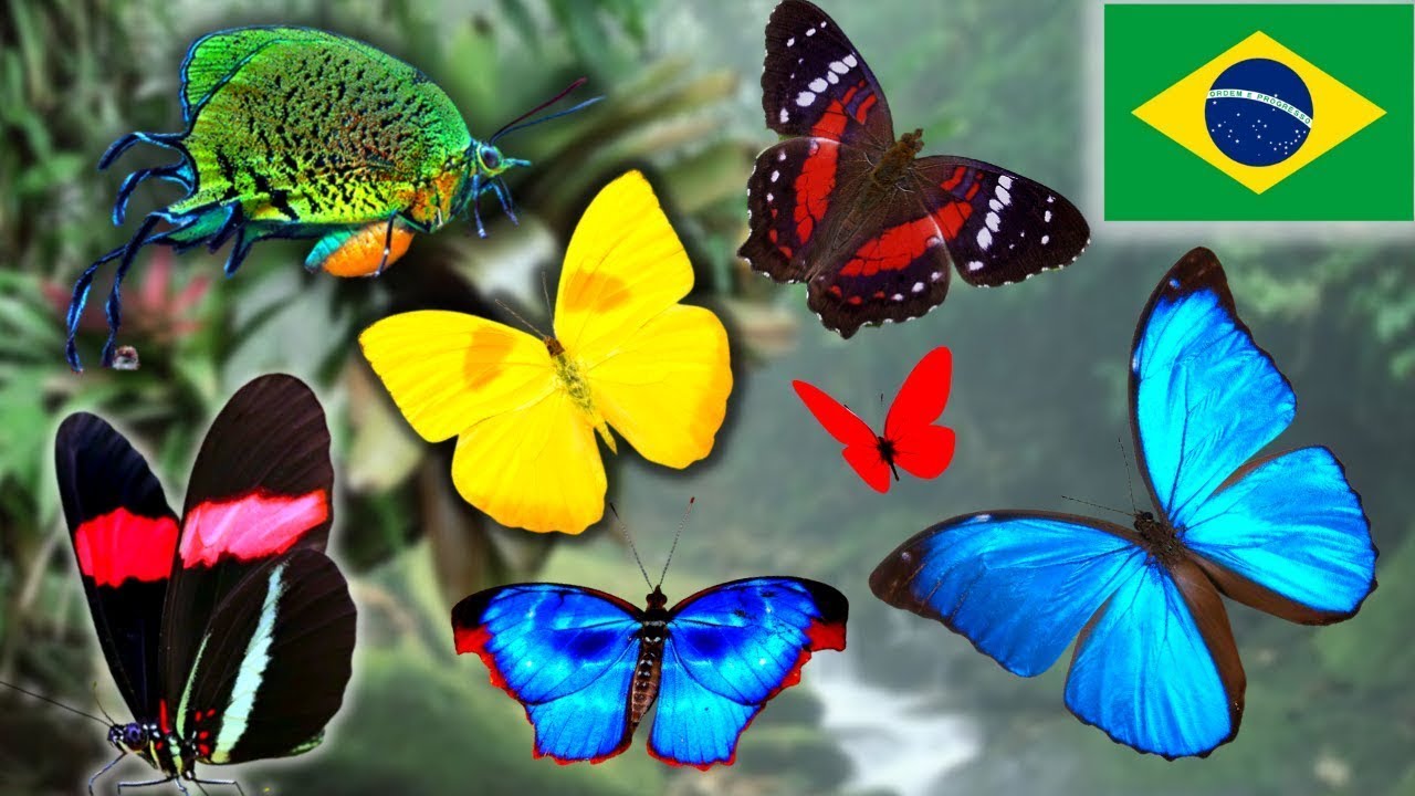 BUTTERFLIES You've NEVER seen before! [Brazilian Rainforest; REGUA