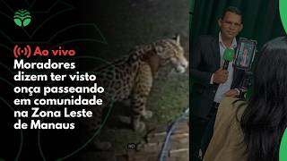 Moradores dizem ter visto onça passeando em comunidade na Zona Leste de Manaus