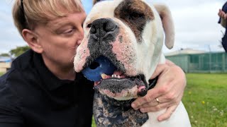 Meet Brodie, a gorgeous deaf pup at SPCA Canterbury