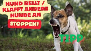 Hund Bellt Und Kläfft Fremde Hunde An - Was Tun?