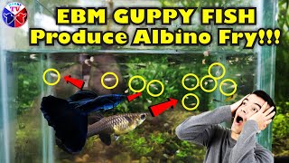 Guppy Fish EBM Black Eyed Produces Albino Fry