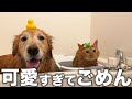 風呂キャンせずに猫キャンする愛猫と風呂好きすぎる愛犬が可愛いすぎるw