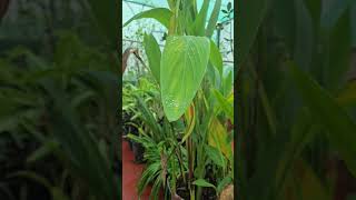 Our House is FULL of Plants 🌿 | Indoor Jungle Tour 😍 #mahegardening #nature