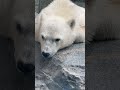 #shorts ウトウトモモ太くん　 ホッキョクグマの仔　男鹿水族館GAOにて　2026年6月26日