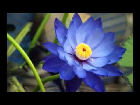 Clément Philibert Léo Delibes Lakmé Duo Des Fleurs