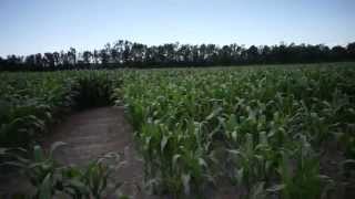 Splitting the N (Nitrogen) Test Plot: Liquid vs dry broadcast vs non-split