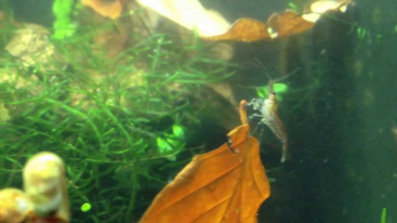 Pantoffeltierchen Paramecium HD in Garnelenaquarium 54 L