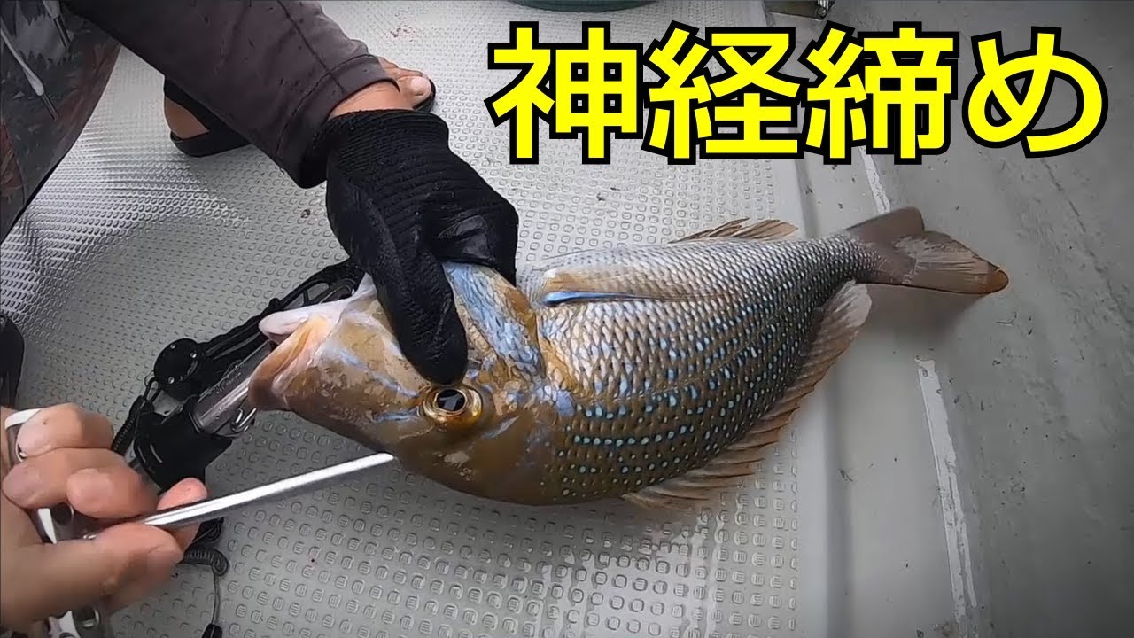 血抜きのやり方をマスターしよう 釣りでゲットした魚の持ち帰り方法は キャンパーズ