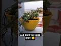Zed plant ko kiya shift ☘️ koi na kre Zed plant ki चोरी 😥#gardenseeds #greenlove
