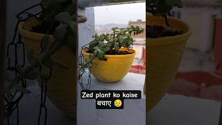 Zed plant ko kiya shift ☘️ koi na kre Zed plant ki चोरी 😥#gardenseeds #greenlove
