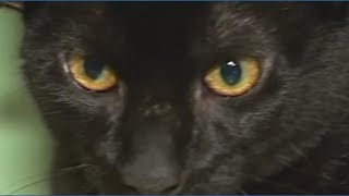 Four-eared cat up for adoption