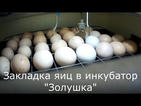 Датчик на яйцо в инкубаторе. Инкубация куриных яиц в инкубаторе Золушка. Таблица инкубации куриных яиц в инкубаторе Золушка. Инкубатор гусиные яйца Золушка. Инкубация гусиных яиц в инкубаторе Золушка на 70 яиц.