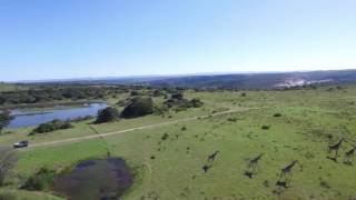 Giraffes From The Air