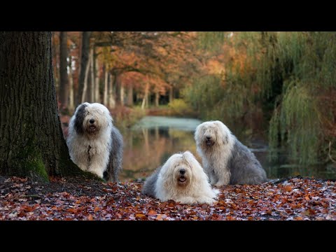 YouTube #!trpst#trp-gettext data-trpgettextoriginal=622#!trpen#vidéo#!trpst#/trp-gettext#!trpen#