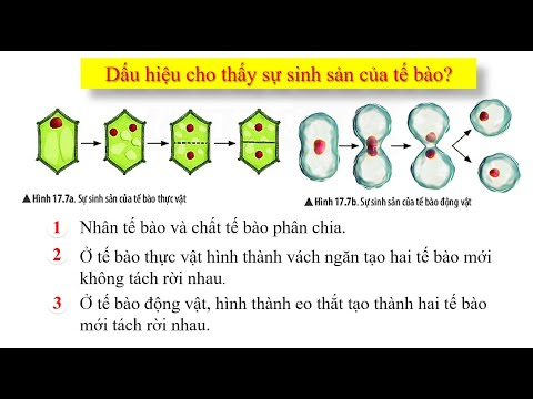 KHTN 6 - Bài 17: Tế bào (Tiết 5)