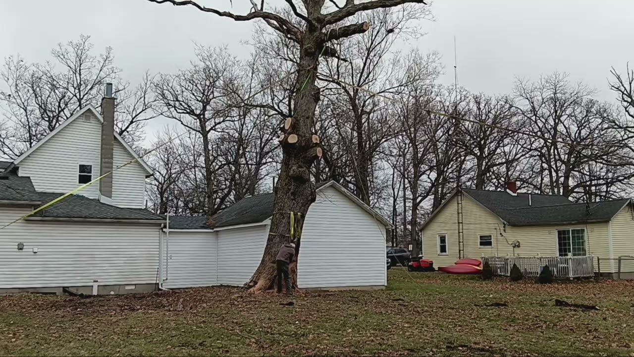 felling a hollow 50+ foot tree with 44 inch dia