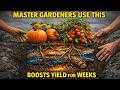 One Buried Log Doubles Your Garden’s Yield For 5 Years — Why Did We Forget This?