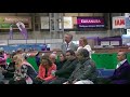 Standard Long Haired Dachshund open dog in Crufts 2018