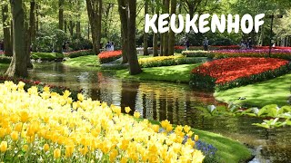 Taman bunga populer di Belanda: Keukenhof 2022