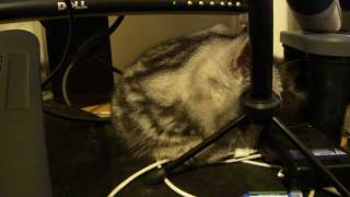 SONY DSC-TX7 SAMPLE VIDEO (1080p 30) -Medium Light