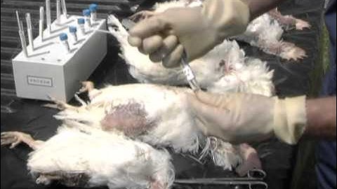 Collecting Oropharngeal Swabs: Step 3, Sample Collection