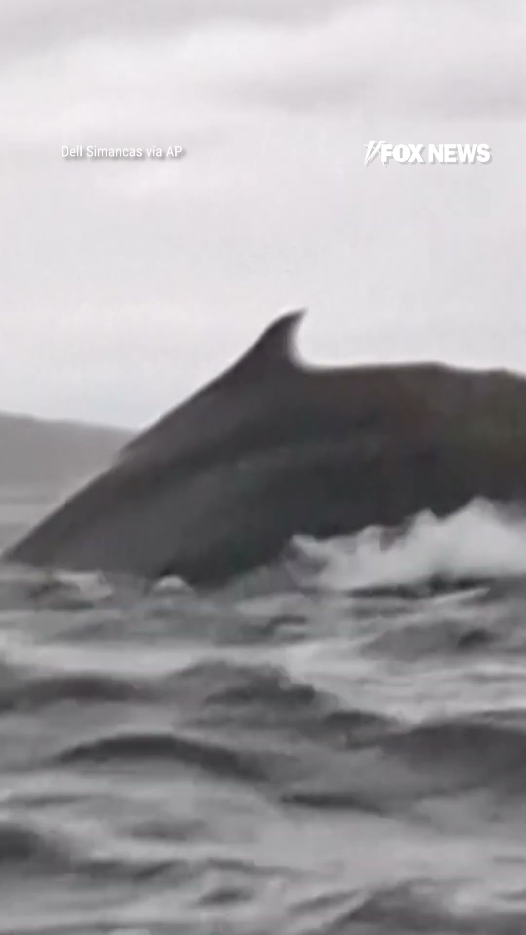 Man swallowed whole by whale then spit out in heart-stopping video