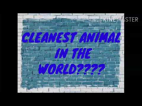वीडियो: कौन सा जानवर सबसे साफ है
