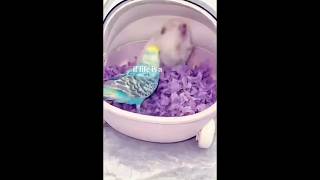 That Bird Occupied His Mind