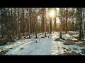 XP Deus-Поиск в лесу