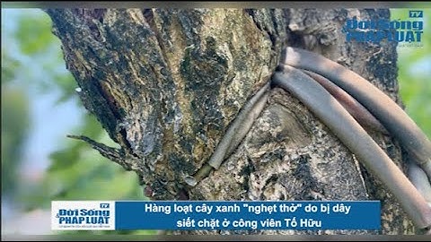 Hàng loạt cây xanh "nghẹt thở" do bị dây siết chặt ở công viên Tố Hữu