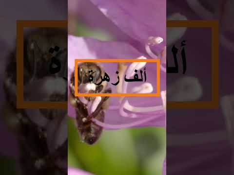 كم تعيش النحلة من العمر كم يبلغ عمر النحلة العاملة النحل