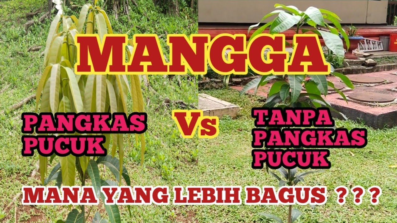 PERBANDINGAN POHON MANGGA YANG DIPANGKAS PUCUKNYA DAN TIDAK DIPANGKAS
