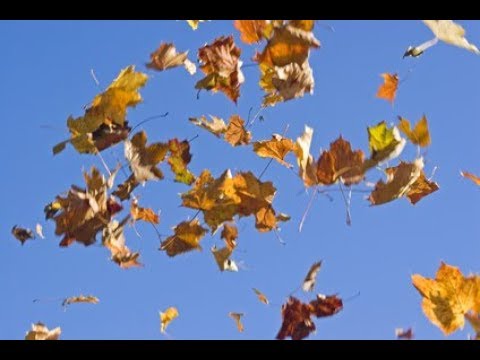 Die Blätter fallen Gedicht & Musik YouTube