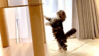 Our adorable kitten is sulking because she can't climb the cat tower. Elle video No.28 by Cute Kitten Elle 1,302 views 4 weeks ago 2 minutes, 56 seconds