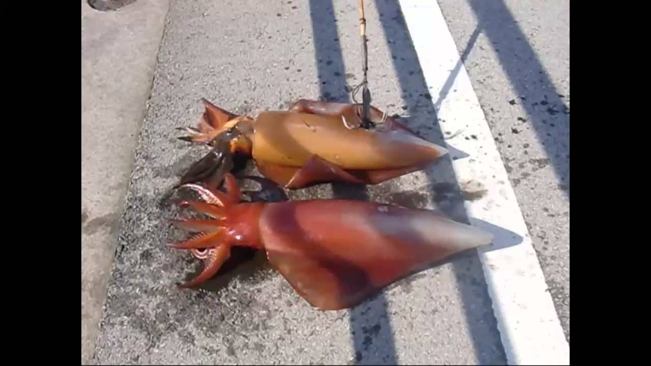 隠岐・西ノ島～隠岐・西ノ島 イカ伝説～