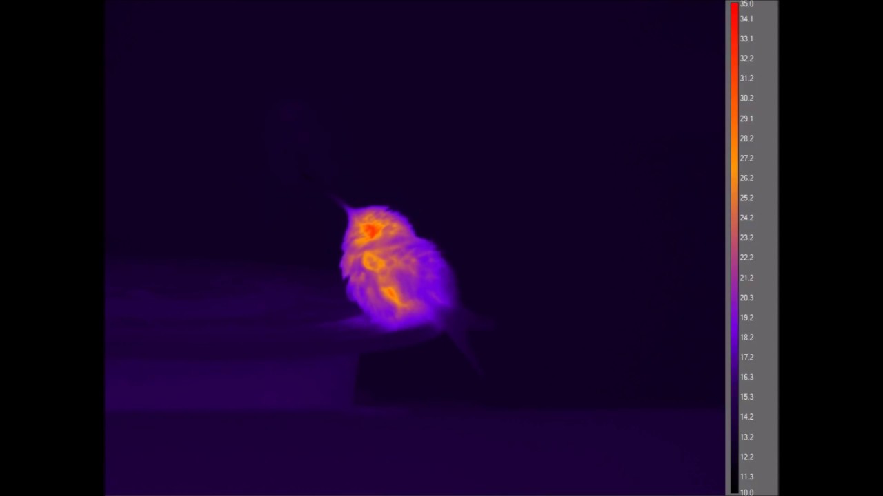 Infrared Hummingbird in torpor YouTube