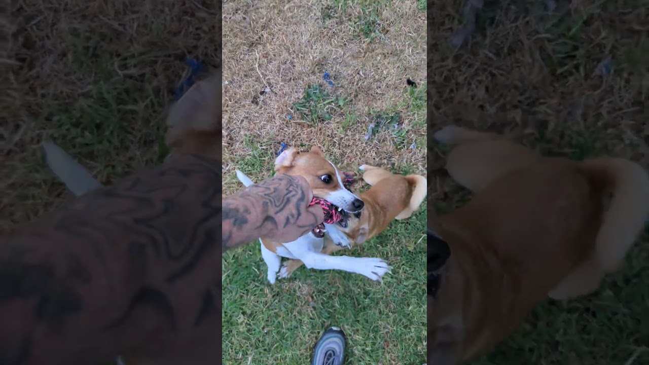 Angry Jack Chi 😡😅