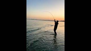 Landing Halibut On The Surf