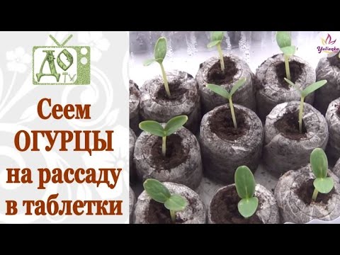 Сеем ОГУРЦЫ на рассаду в торфо-перегнойные таблетки. Всходы на третьи сутки!