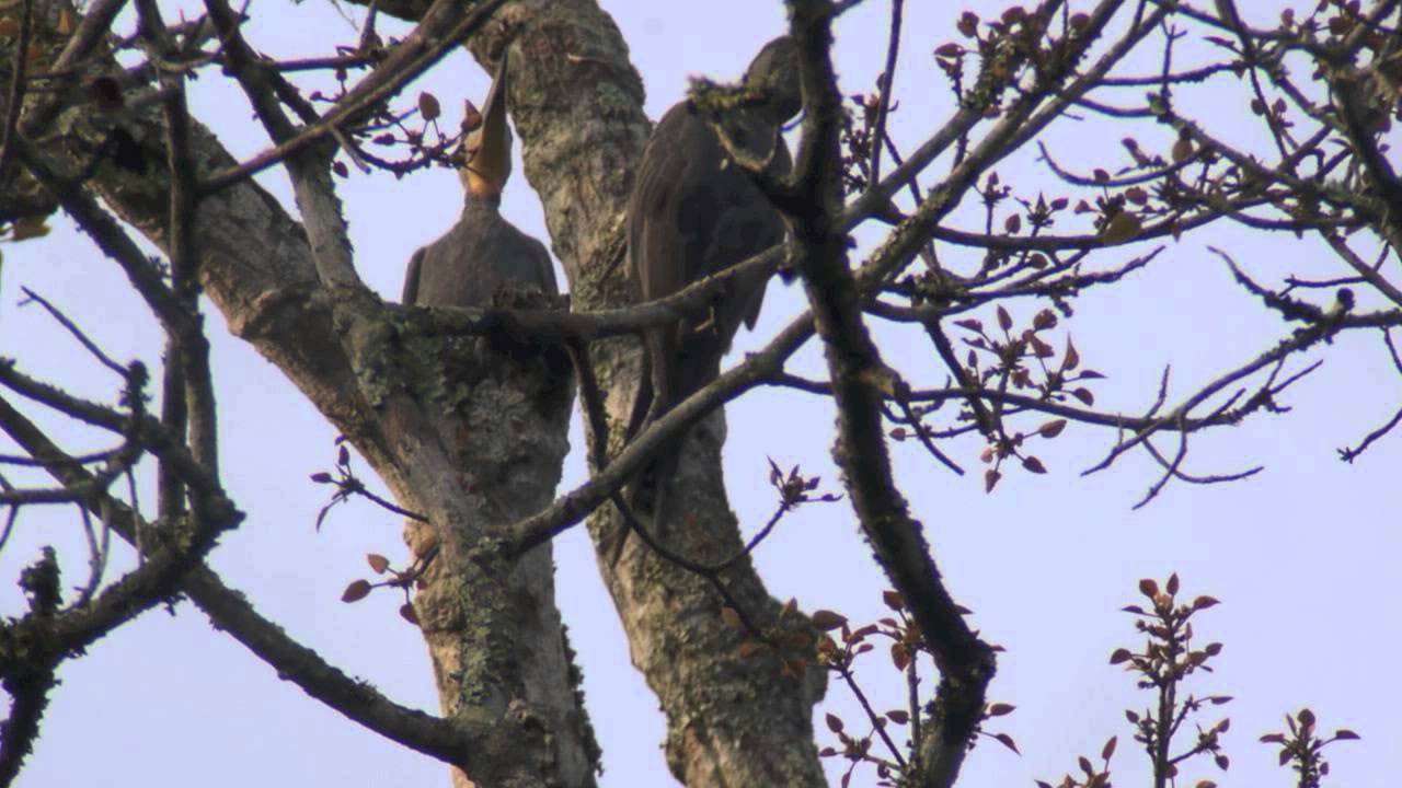 Great Slaty Woodpecker (Mulleripicus pulverulentus) 