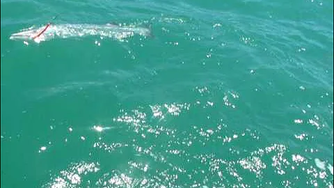 GOLIATH GROUPER EATS BARACCUDA IN ONE BITE!