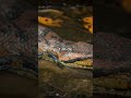 Découvrez le Faux-gavial de Malaisie!