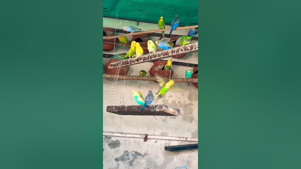 Male Budgies fighting budgie bird budgies YouTube