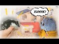 🐹ХОМЯЧОК НА КАНАЛЕ Basik TV🐹/ХОМЯК БОТИК!