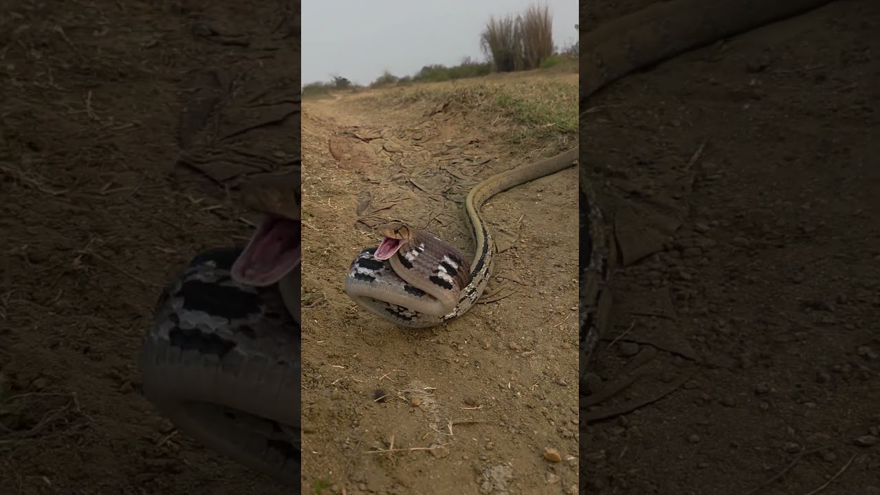 Mountain Tranket Snake #shortsvideo #youtubeshorts #trending